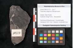 Foto (Objekt + Etikett) von Caulinites otagoicus Ettingshausen (NHMW-GEO-2024-0188-10119)